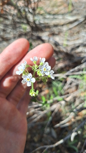 Image of Hackelia patens by (c) Nathan G, some rights reserved (CC BY)