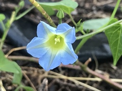 Ipomoea cardiophylla