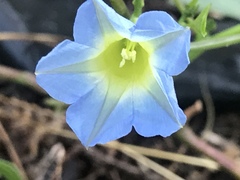 Ipomoea cardiophylla