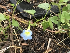 Ipomoea cardiophylla