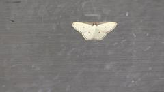 Comostola meritaria