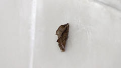Plusiodonta coelonota