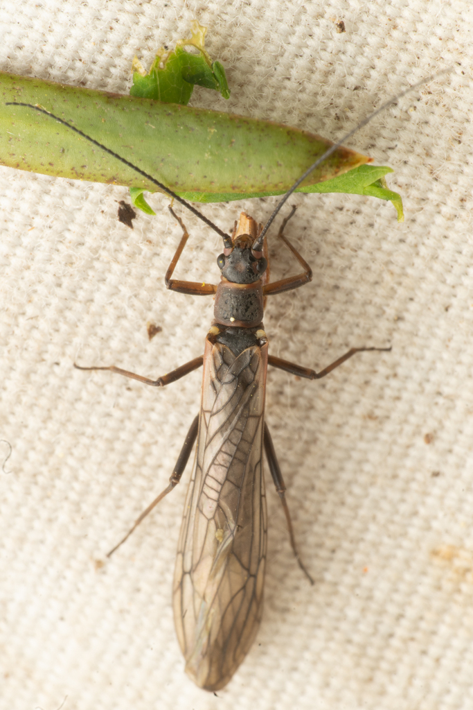 Common Willowfly