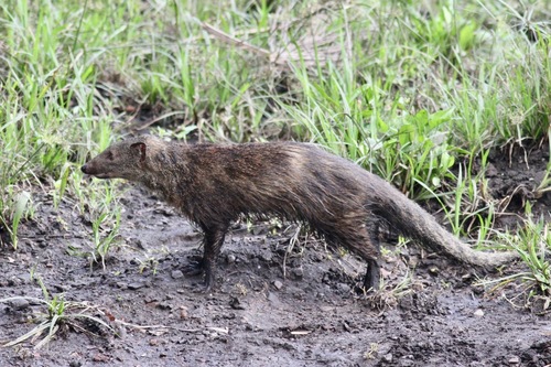 Long-nosed Mongoose (Xenogale naso) — Least Concern Mammalia