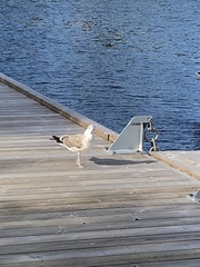 Larus canus