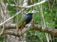 Selenidera maculirostris