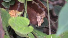 Throana pectinifer