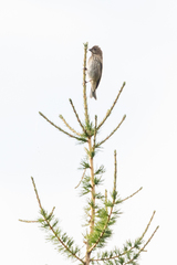 Carpodacus rubicilla
