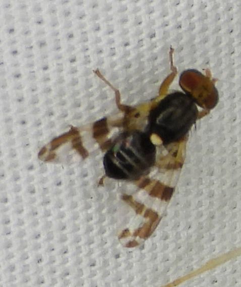Eastern Cherry Fruit Fly