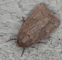 Pseudorthodes vecors