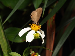 Jamides bochus formosanus