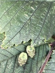 Palomena prasina