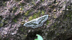 Pseudeuchlora kafebera