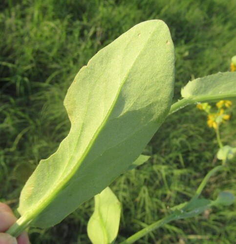 Image of Senecio ampullaceus by (c) Linda Jo Conn, some rights reserved (CC BY)