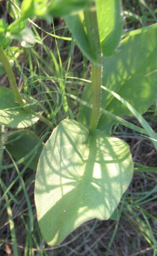 Image of Senecio ampullaceus by (c) Linda Jo Conn, some rights reserved (CC BY)