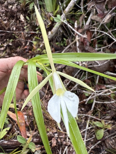 Epidendrum longicolle Lindl.
