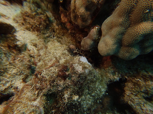 Scuticaria tigrina, 2025-05-07