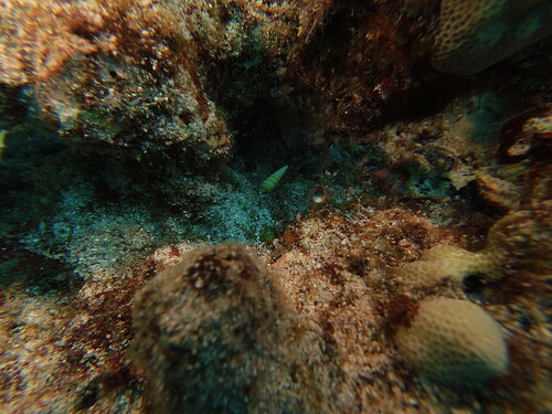 Terebra observed 2025-05-07