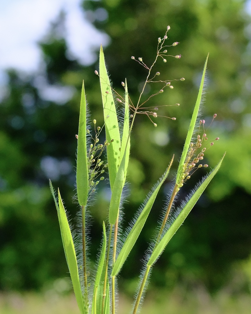 white-hair rosette grass