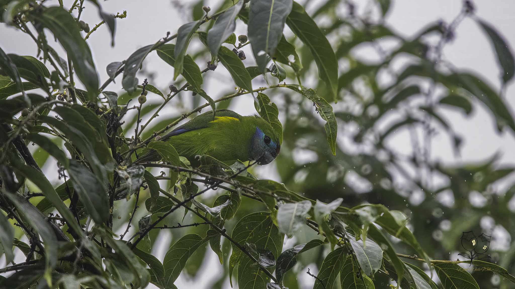 Double-eyed Fig Parrot (Cyclopsitta diophthalma), photo 4