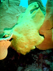 Antennarius commerson