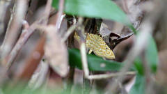 Notarcha aurolinealis