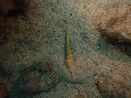 Terebra observed 2025-05-07