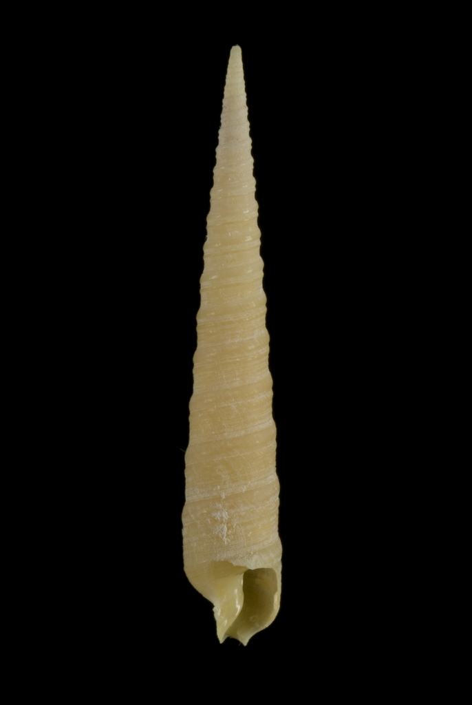 Terebra laevigata