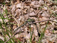 Gomphurus lineatifrons