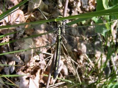 Gomphurus lineatifrons