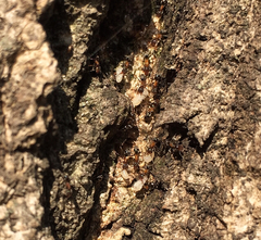 Liometopum microcephalum