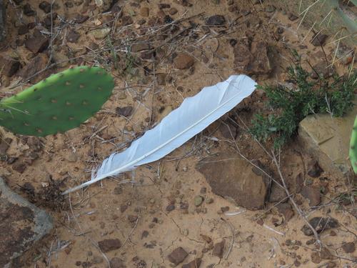 Plume de Grande Aigrette