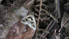 Tephriopis divulsa