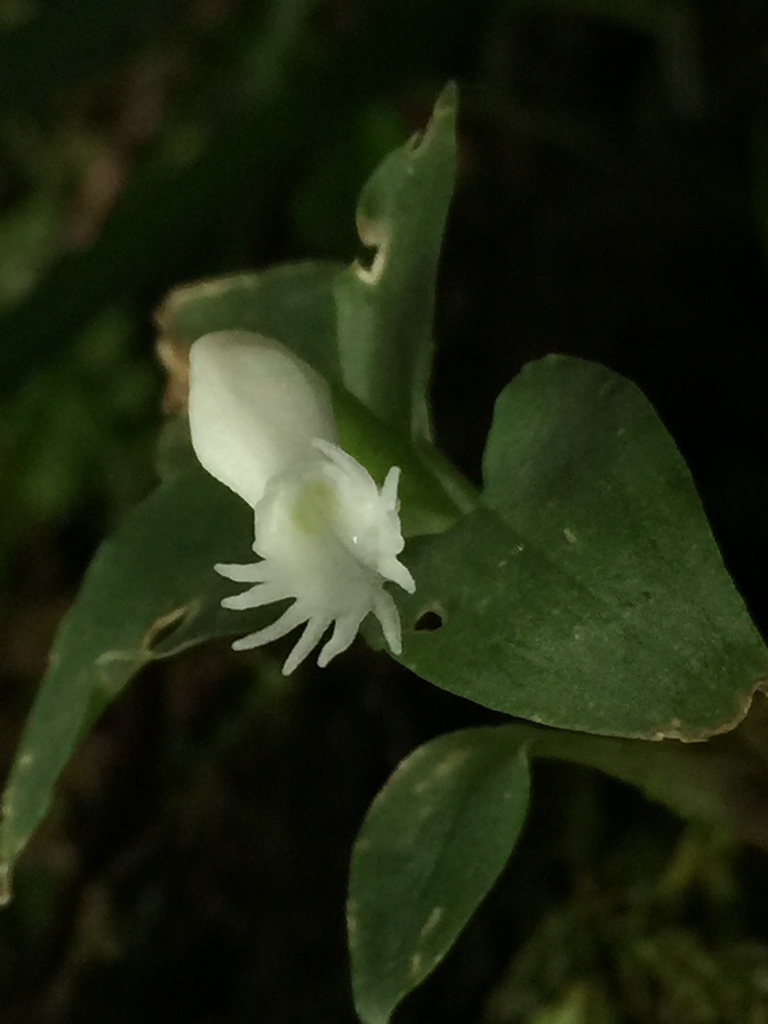 Cheirostylis octodactyla