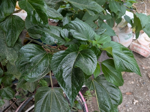 Pipturus arborescens iNat (2)