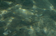 Trachinotus goodei