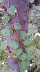 Parthenocissus tricuspidata