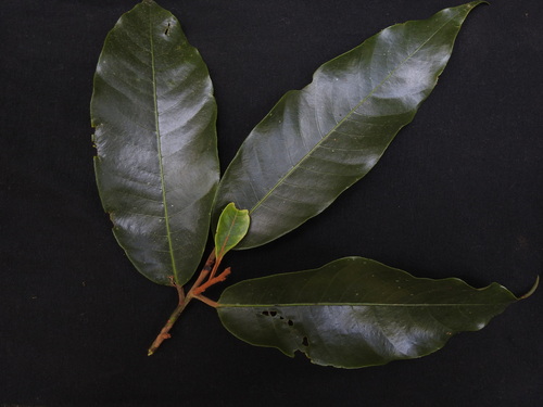 Wild nutmeg (Knema attenuata)