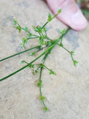 Juncus trigonocarpus