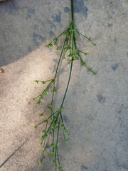 Juncus trigonocarpus