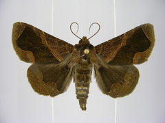 Calligraphidia opulenta