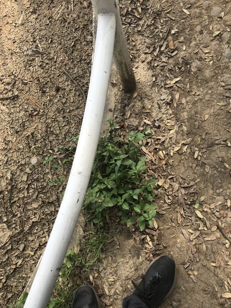 Ocimum basilicum