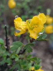 Chamaecrista greggii