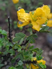 Chamaecrista greggii