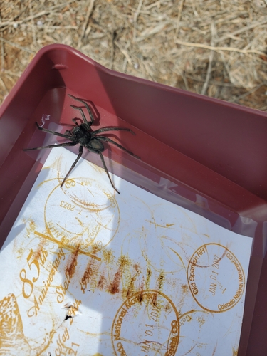 Geolycosa rafaelana photo 3