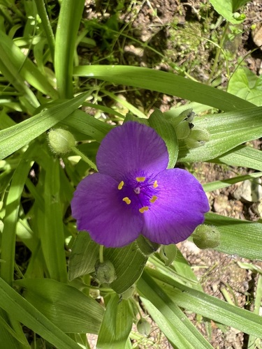 Ernest's Spiderwort (Tradescantia ernestiana)