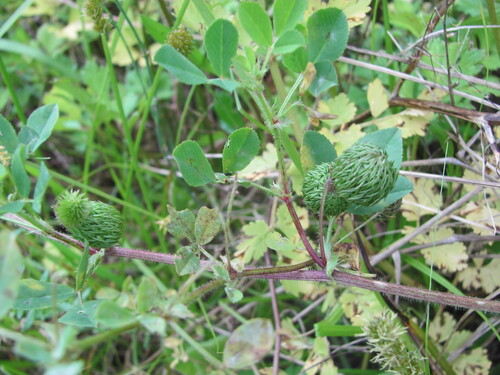 Calvary clover (Medicago intertexta)