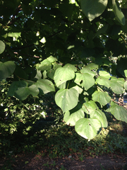 Cercis canadensis canadensis