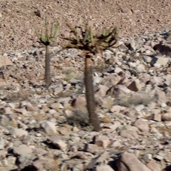 Browningia candelaris