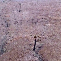 Browningia candelaris